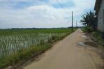 thumbnail-sawah-dan-pabrik-penggilingan-padi-di-lemahabang-11