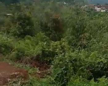 jual tanah murah LT 3,8 ha, ajb, akses nempel jalas. desa