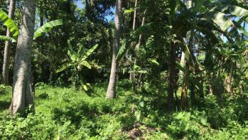 Tanah murah dengan view sawah di tabanan bali