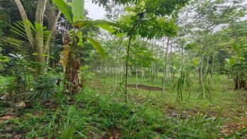 Dijual lahan murah di Taro Gianyar view hutan