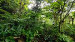 thumbnail-dijual-lahan-murah-di-taro-gianyar-view-hutan-2