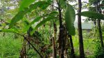 thumbnail-dijual-lahan-murah-di-taro-gianyar-view-hutan-3