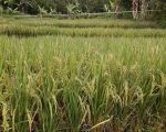 thumbnail-dijual-cepat-sawah-cocok-untuk-dibikin-villa-lokasi-pinggir-jalan-1