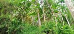 thumbnail-tanah-kebun-durian-di-gunungronggo-malang-2