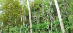 thumbnail-tanah-kebun-durian-di-gunungronggo-malang-0