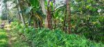 thumbnail-tanah-kebun-durian-di-gunungronggo-malang-1