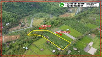 TANAH PERKEBUNAN ANGGUR MURAH MASIH PRODUKTIF DAN 1 UNIT RUMAH