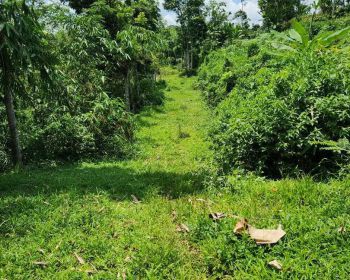 Dijual Sawah + Kebun Alpukat 2,1 Ha Palasarihilir Parungkuda Sukabumi