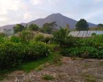 thumbnail-vila-dan-kebun-di-gunung-salak-kab-bogor-14