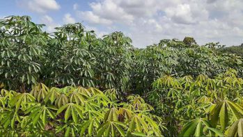 jual cepat kebon singkong dengan luas 1 hektare