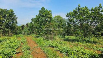 Dijual Tanah Kebun Alpukat Ciampea Bawah NJOP