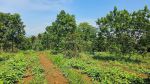 thumbnail-dijual-tanah-kebun-alpukat-ciampea-bawah-njop-0