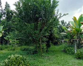 Dijual Sebidang Tanah