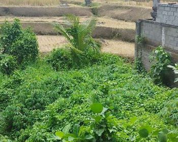 land for rent ubud yelow zone