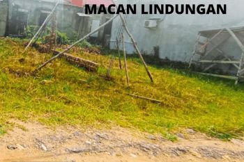 Dijual tanah murah siap bangun lokasi macan lindungan