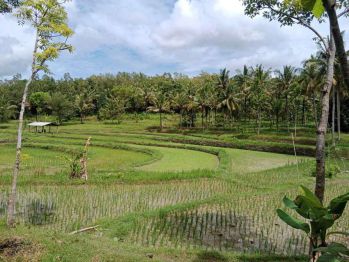 JUAL TANAH KULONPROGO BONUS RUMAH VIEW SAWAH