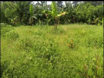 BU murah Tanah 5,5are strategis dekat wisata gunung jae sedau 30jt/are