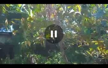 Dijual rumah kebun view pegunungan asri sejuk Wonosalam, Jombang