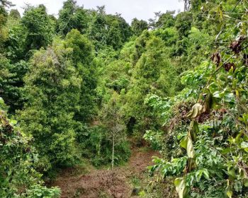 Bismillahirrahmanirrahim Di Jual Kebun Luas 1Hektar