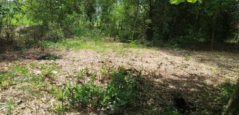 Dijual cepat tanah pekarangan di gupit nguter luas 555m²