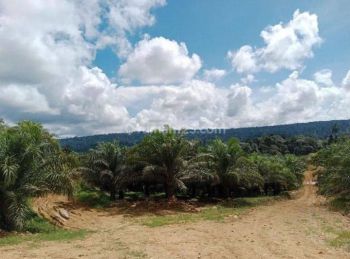 Kebun sawit, luas 1226 HA,Sangatta, Kutai Timur, Kalimantan Timur