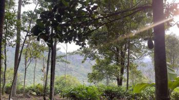 Dijual Murah Tanah Kebun Pemandangan Bagus di Bojong Purwakarta