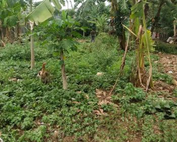 Dijual tanah di desa cijengkol kecamatan Setu kabupaten bekasi
