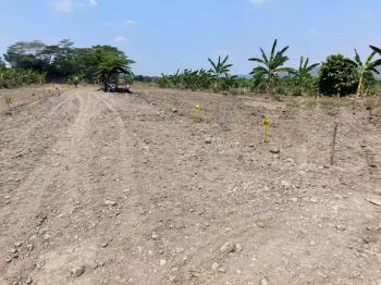 Tanah murah SHM hanya 15 menit ke kampus Undip Tembalang