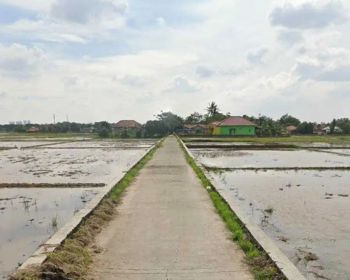 Dijual Murah Tanah Sawah Produktif di Kutawaluya Karawang