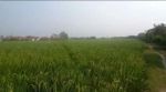 thumbnail-dijual-murah-tanah-sawah-produktif-di-kutawaluya-karawang-3