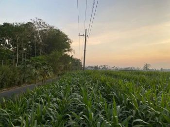 BU POLL , JUAL TANAH 0 Jalan Aspal