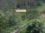 thumbnail-dijual-tanah-kebun-lembang-2