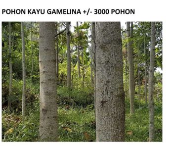 Kavling Luas Rancakalong Sumedang Jual Cepat Murah