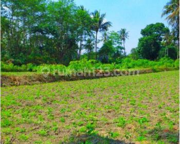 Tanah Jogja, 1 Jutaan M2, Hanya 9 Menit Ke Kampus Uii Pusat Jakal Jogja