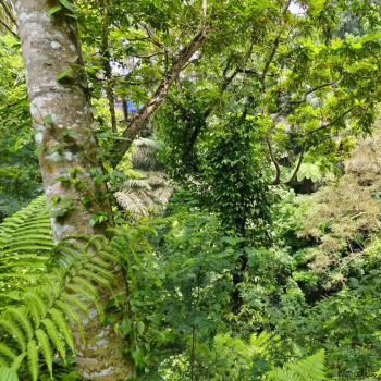 Dijual Villa Bambu di Ubud View Lembah dan pedesaan