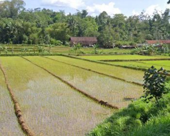 Sawah Dekat Ponpes Karangpandan