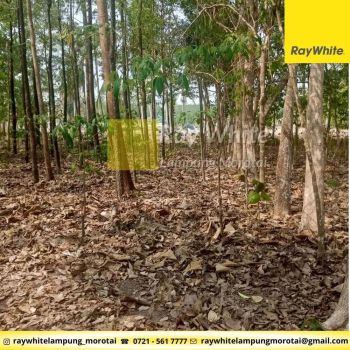 Dijual Tanah di Serdang Tanjung Bintang Lampung Selatan(Kode An1120)