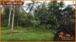 thumbnail-tanah-kebun-dengan-view-gunung-64600-m2-di-jembrana-10