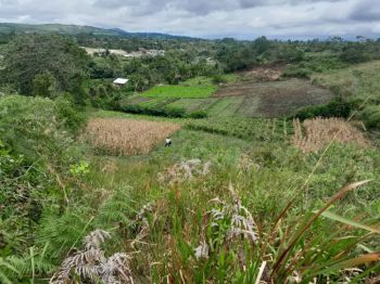 Dijual tanah 6500m2 ajinembah Tigapanah Karo