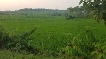 Sell Tanah: Tanah di Jonggol