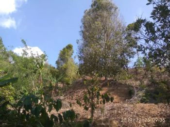 Sell Tanah: Tanah Kebun Cengkeh