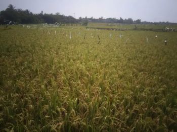 Disewakan (Nego) Tanah di Kawasan Industri - Palasasi Legok-Strategis