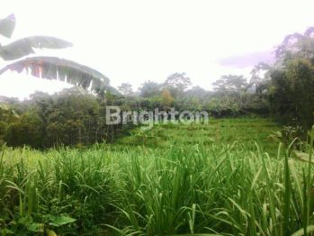 Perkebunan Tebu Aktif di Tutur Nongkojajar Pasuruan