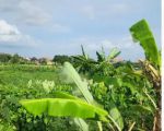 thumbnail-tanah-view-sawah-di-kerobokan-kuta-utara-2