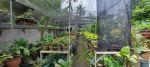 thumbnail-jual-rumah-parung-bogor-tanah-luas-dan-asri-5