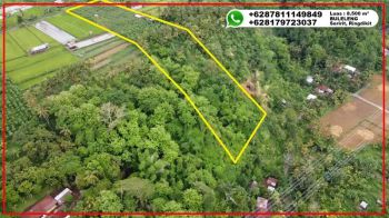 Tanah Produktif Perkebunan Anggur termasuk pohon durian & cengkeh