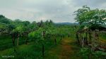 thumbnail-tanah-produktif-perkebunan-anggur-termasuk-pohon-durian-cengkeh-7