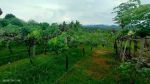 thumbnail-tanah-produktif-perkebunan-anggur-termasuk-pohon-durian-cengkeh-4