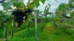 thumbnail-tanah-produktif-perkebunan-anggur-termasuk-pohon-durian-cengkeh-5