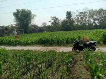 Jual tanah murah masih produktif siap buat kavling